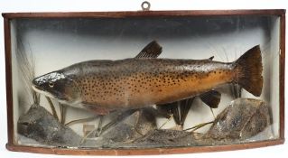 A preserved Brown Trout in bow front case:,