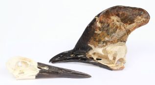 A Cassowary skull together with a Crane skull:.