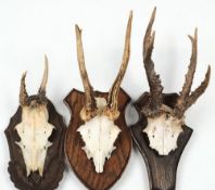 Three sets of roe deer antlers on shaped wall plaques:.