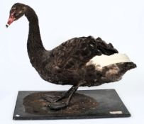 A preserved full mount Black Swan:, on a wooden base with Peter Farrington Collection label,