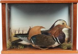 A  preserved Mandarin duck:, naturally set in glazed case, 28 x 39 x 19cm.