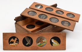 Seven copper-plate sliders by Carpenter and Westley, London:, Reptiles No 1-4 inclusive,