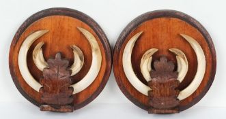 Two sets of wild boar tusks on carved oak leaf roundals:, 17.5cm diameter.