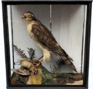 An Edwardian preserved Sparrowhawk:, naturally set with sparrow kill, in glass case, 37 x 35 x16cm.
