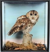 A preserved Tawny owl:, naturally set in a glazed case, 44 x 42 x27cm.