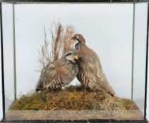 A  preserved brace of Red legged partridge:, naturally set in a glass case 44 x 51cm.