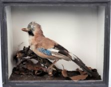 A preserved Jay, naturally set in a glazed case:, 33 x 41cm.