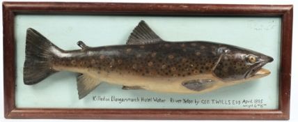 A carved and painted Brown Trout mounted within a frame:,