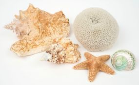 A  section of white coral, together with a conch shell, a dried starfish and two other shells:.