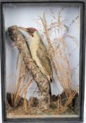 A preserved Green Woodpecker, naturally set in a glazed case:, 45 x 30 x 12cm.