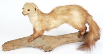 A preserved full mount pole cat on a log:,