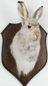 A Scottish mountain hare mask on an oak plaque:, 37cm high.