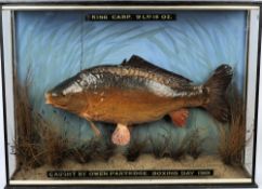 An Edwardian preserved King Carp:,