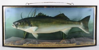 A cased preserved  Bass by J.