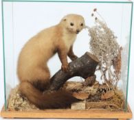A preserved Pine Martin in glass case:, naturally set  with label,