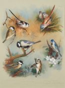 Archibald Thorburn [1860-1935]-
Titmouse studies:-
signed and dated 1913 lower right
inscribed with