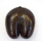 Coco de Mer (Lodoicea Maldivica) with se