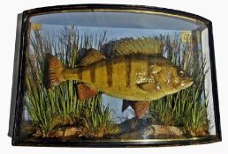 Cased perch bearing label, 