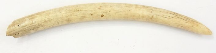 Walrus tusk