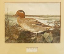 Set of four Russian colour prints of birds,