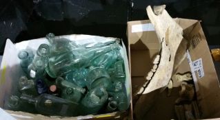 Jaw bone with teeth and bits of teeth and jaw and a collection of glass bottles to include Drew &