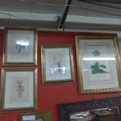 A collection of botanical prints framed and glazed