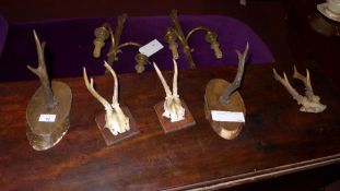 A collection of four oak mounted antlers and an unmounted pair (5)