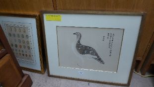 A colour print depicting exotic bird and a print of collection of bird eggs framed and glazed