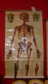 A vintage students wall chart of anatomical interest depicting the human skeleton