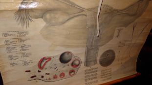 A 1960's Eductational Productions Ldt students wall chart of anatomical interest depicting the
