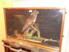 A taxidermy bird of prey on a naturalistic base in glass display case