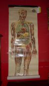 A vintage St Johns Ambulance association students wall chart of an anatomical figure depicting