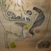 A 1960's Educational Productions Ltd students wall chart of atanomical interest depicting the male