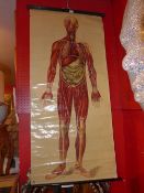 A vintage St Johns Ambulance association students wall chart of an anatomical figure showing