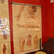 A 1940's students wall chart of anatomical interest depicting pressure points of the human body (