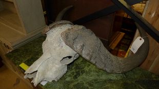 An African water buffalo skull and horns