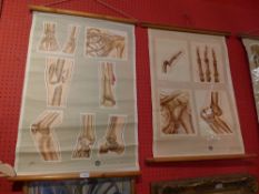 A pair of vintage St Johns Ambulance association anatomical students wall charts depicting bone