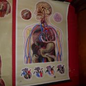 A vintage St John's Ambulance students wall chart depicting major circulation, organs and the heart