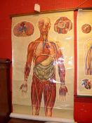 A vintage St John's Ambulance students wall chart showing the human organs