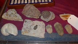A collection of fossils including amonites trilobites a sharks tooth and others