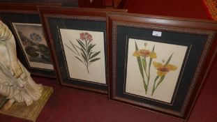 Three Botanical prints glazed and in carved oak frames