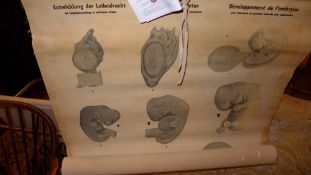 A 1960's Educational Production Ltd students wall chart of anatomical interest depicting the