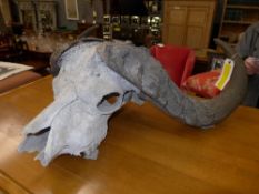 An African water buffalo skull and horns