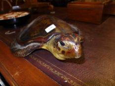 A cast of a turtle