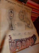 A vintage Educational Productions Ltd wall chart showing the development of the human embryo