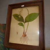 A set of three oak picture frames