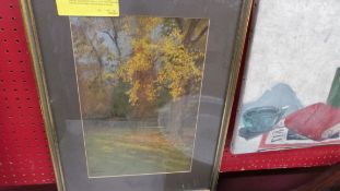 A framed and glazed pastel drawing of a tulip tree (Paulownia) in the garden of the Hermitage,