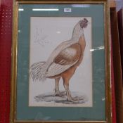 An engraving  of a cockerel, print 'The Morning Call'  and others