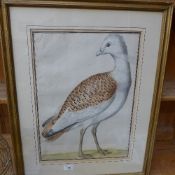 A C18th watercolour of a bird in gilt frame