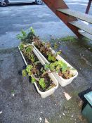 2 Window Boxes Containing Geraniums